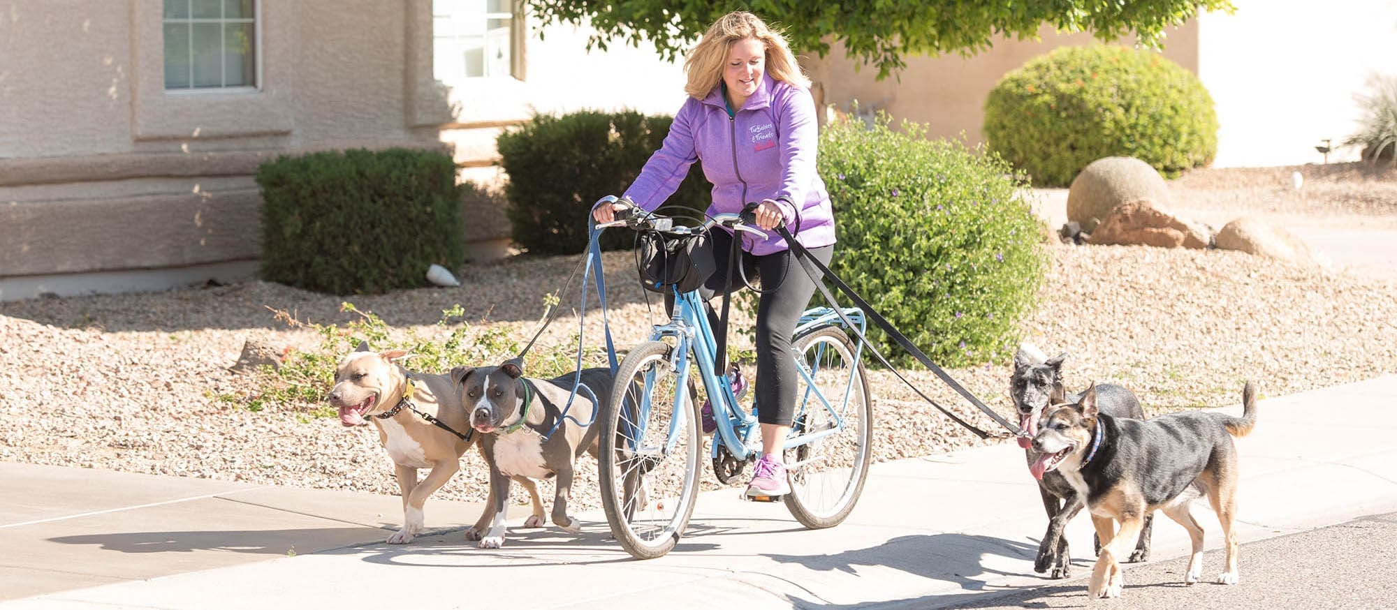Kristie bike running four dogs as part of FurBabies & Friends professional dog walking services also offers bike runs for high energy dogs.