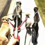FurBabies & Friends positive reinforcement dog trainer can help dog parents keep their dogs safe while walking with a few important dog walking safety tips in Glendale, AZ.