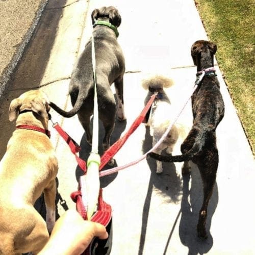 FurBabies & Friends, along with many other pet care services, is a dog walking company, with bonded and insured dog walkers.