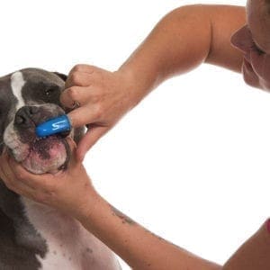 Baloo the XL Bully gets his teeth brushed during his dog washing spa day.