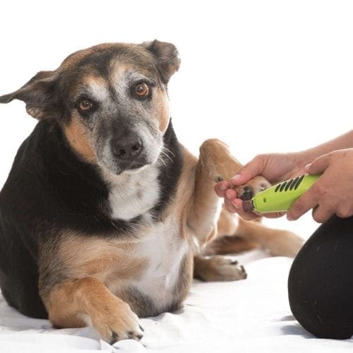FurBabies & Friends provides nail trimming and griding services at our shop or in your home.