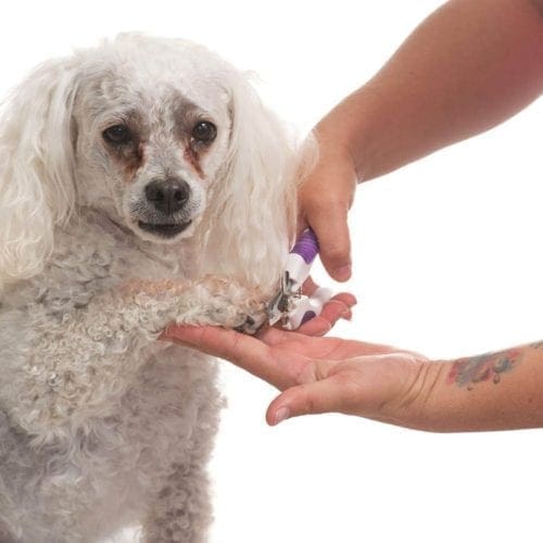 FurBabies & Friends provides the best dog deshedding treatment in Phoenix with noticable benefit for 3 to 4 weeks..