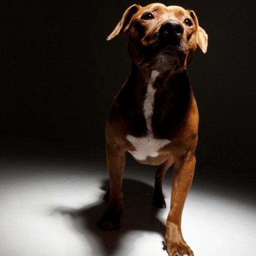 Nala, the American Staffordshire Terrier, posing beautifully in this black and white photo