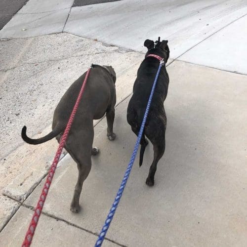 Two dogs from the same family being walked for 30 minutes of exercise in Glendale, AZ.