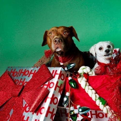 FurBabies & Friends Holiday Cancellation Policy and Fees