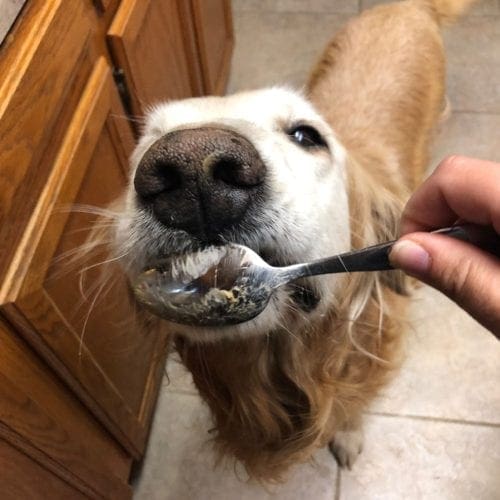 If your dog struggles with medication, FurBabies & Friends reward based training for dogs can make medication administration a breeze.