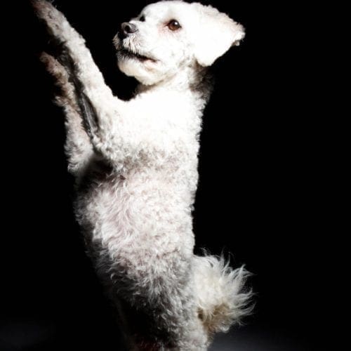 Kristie Halverson, head of dog training at FurBabies & Friends, second dog Llasha Poo Stella doing tricks.