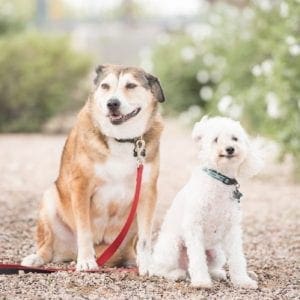 Two dogs sitting outside. Furbabies & Friends drop in pet sitting visits always include all basic care including food, water, treats, waste pick up, exercise and of course lots of love and affection.