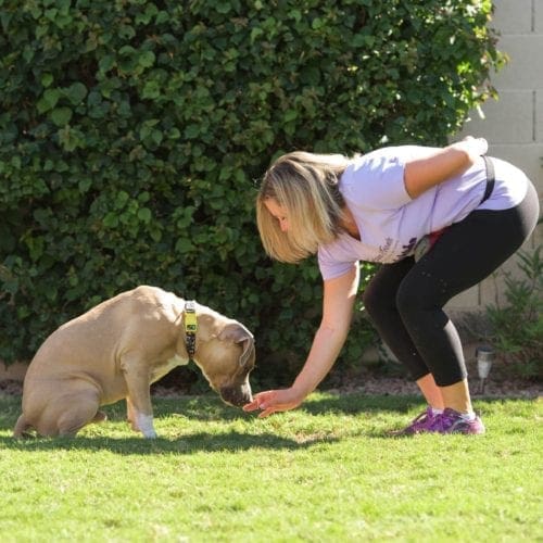 Force free dog trainer Kristie Halverson teaching her pitbull puppy obedience training a down cue.
