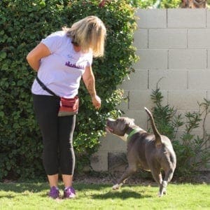 Kristie Halverson, a force-free dog trainer in Glendale, AZ, training her XL bully Baloo to heel.