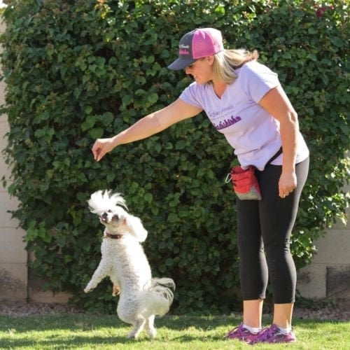Private dog trainer in Phoenix AZ helps a mini poodle learn how to dance as a trick.