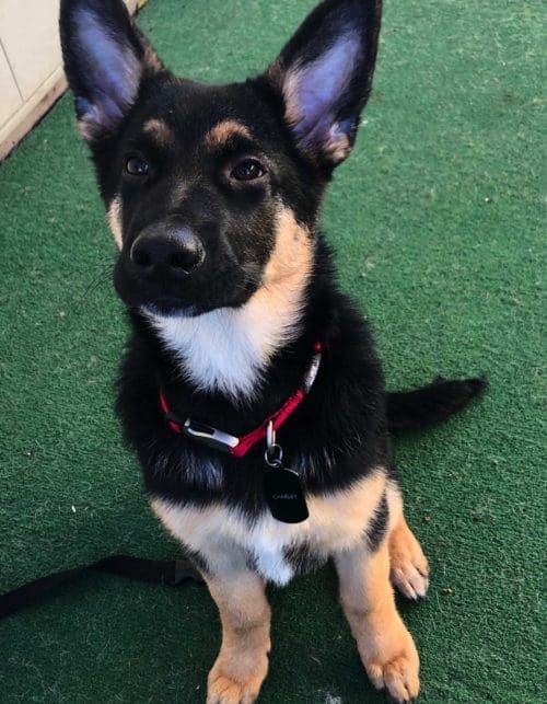 Baxters, the German Shepard puppy, mom was delighted and said FurBabies & Friends was the best dog washing place ever!