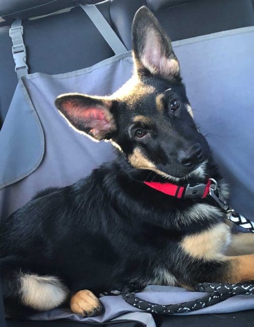 Baxter, the German Shepard puppy, came as his owner was complaining 
