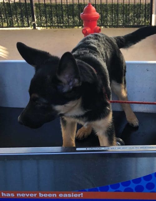 Baxter, the German Shepard puppy, took his first dog shower service like a champion.