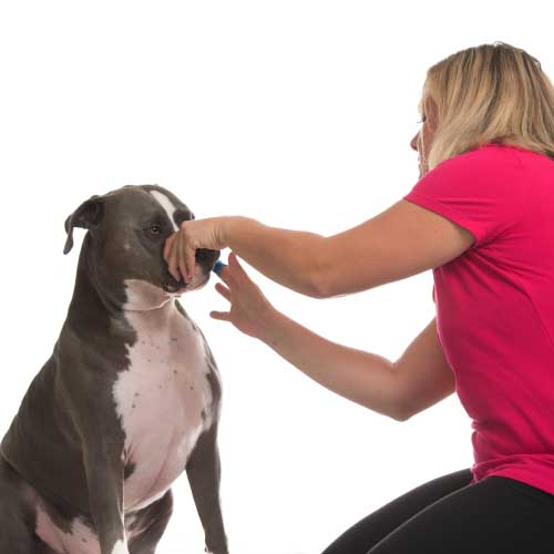 Dog teeth brushing is not only a crucial part of your dogs health & wellness, but also part of FurBabies & Friends Squeaky Clean Basic Dog Grooming Service