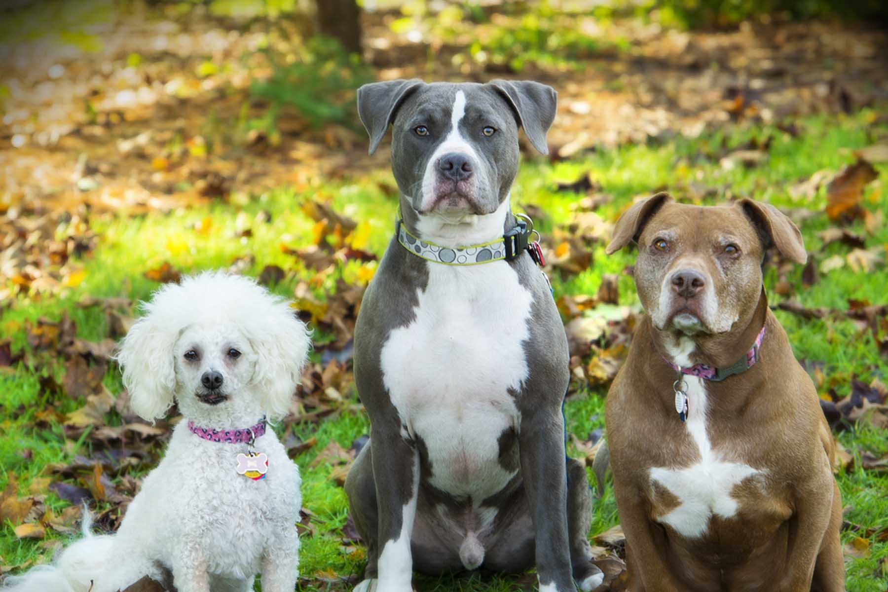 Peoria, AZ All 5 Star Complete Pet Care Service Provider FurBabies & Friends
