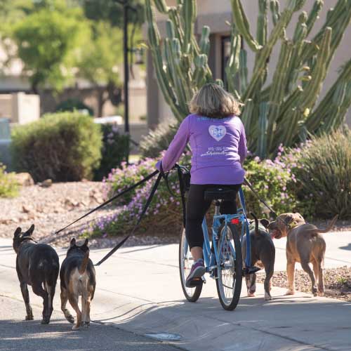 FurBabies & Friends dog walking business also offers dog bike running for high energy dogs.