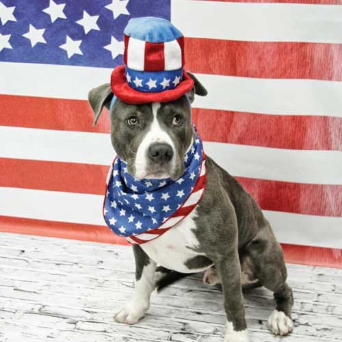 Contact Us Now for All of Your 24 Hour Pet Care Needs