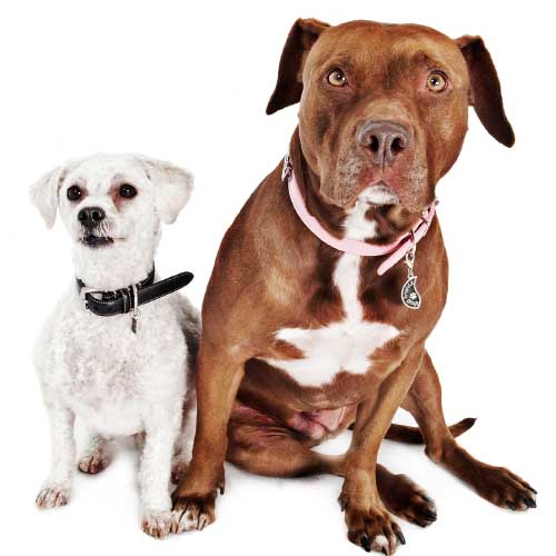 Nala, the American Staffordshire terrier, and Stella, the Llasha Poo, Kristie's first two dogs.