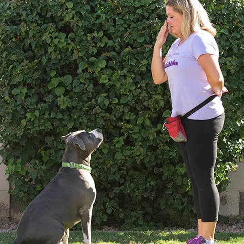 Dog Training, Kristie Halverson, training the watch cue with a blue nose XL bully.