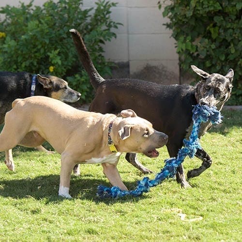 Dog walking agency can also assits with dog socializaion.