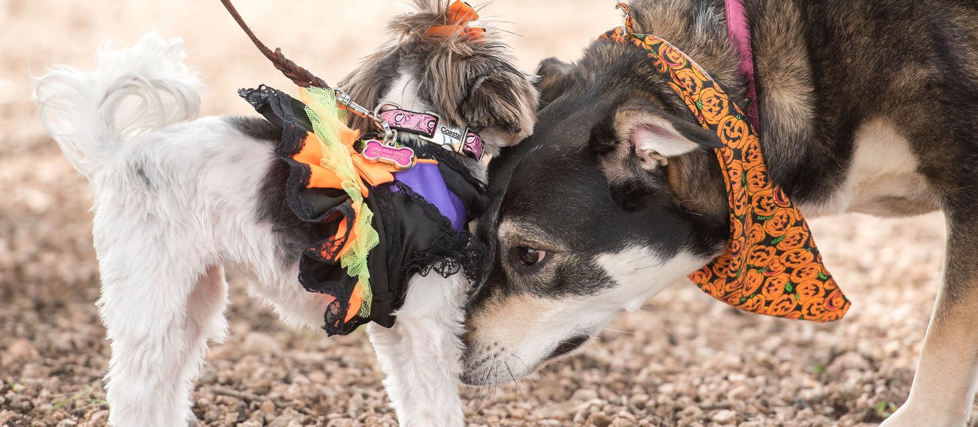 Professional Pet Photography Glendale AZ