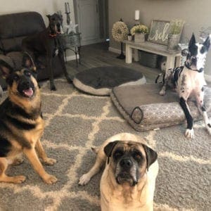 FurBabies & Friends are the go to pet sitters for in home overnight care like these 4 dog clients, relaxing comfortably in their own home.
