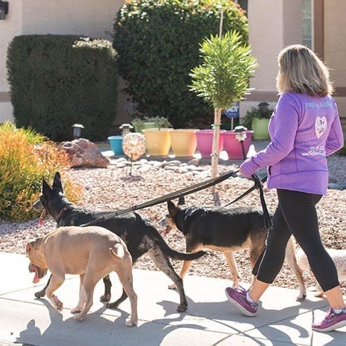 Professional Dog Walking Service in Glendale, AZ offers reliable dog walkers with competitive dog walking rates.