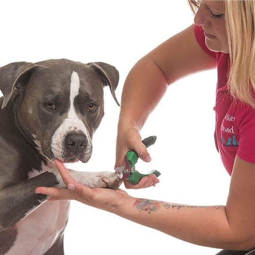 Dog getting nails trimmed at FurBabies & Friends who also offers dog bathing and de-shedding.