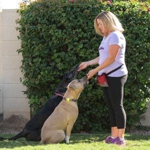 Kristie Halverson, positive reinforcement dog training teaching two dogs to sit.
