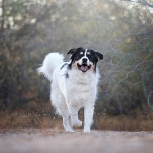 Columbus the Great Pyrenees Mix running and having a blast during his professional dog photo shoot in Glendale, AZ.