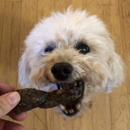 Positive reward based dog training available in Glendale, AZ