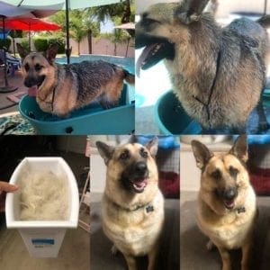 Nitro the German Shepherd before, during, and after dog grooming photos.
