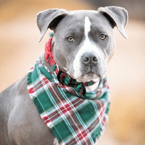 Baloo, the blue nose Pit Bull, was Kristie's 13th foster dog, and 2nd foster failure