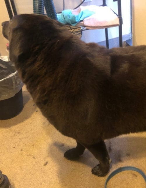 Bear, the Chocolate Lab, looked like a new dog after his dog wash and groom with FurBabies & Friends in Glendale, AZ.