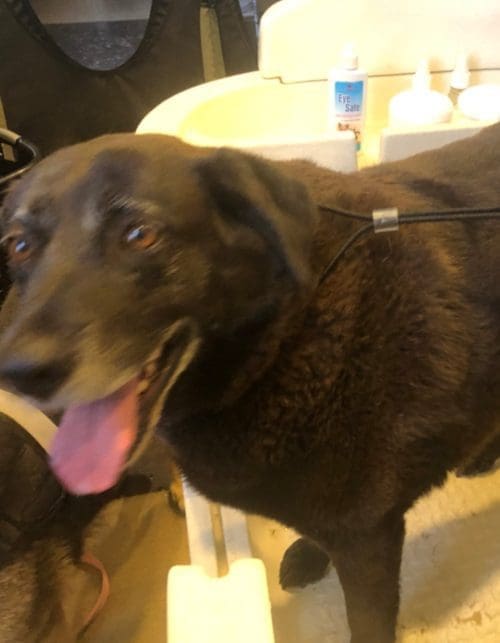 Bear, the chocolate lab, was smelly dog in great need of de-shedding for his dog wash.