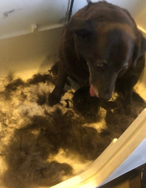 Bear, the Chocolate Lab, had tons of hair that needed to come off during his dog groom and wash service.