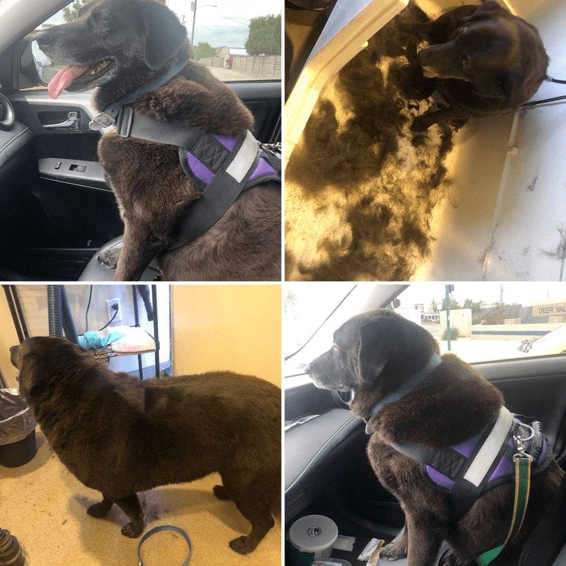 Bear the chocolate labs before during and after photos from his dog bathing services Glendale AZ and additonal deshedding treatment.