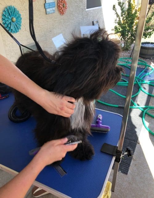 Coco (Before)