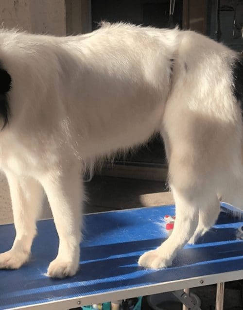 Columbus, the Great Pyrenese Mix, looks gorgeous after his dog bath service in Glendale and had the best before and after dog grooming photos.