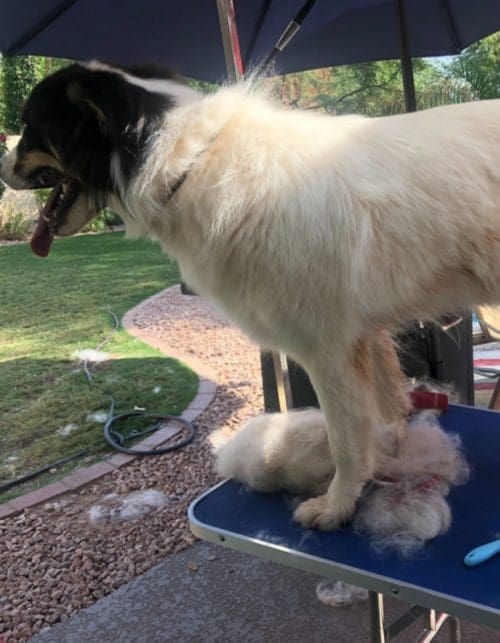 Columbus, the Great Pyrenese Mix, came in much need of a dirty dog wash to make his white coat pop in Glendale, AZ.