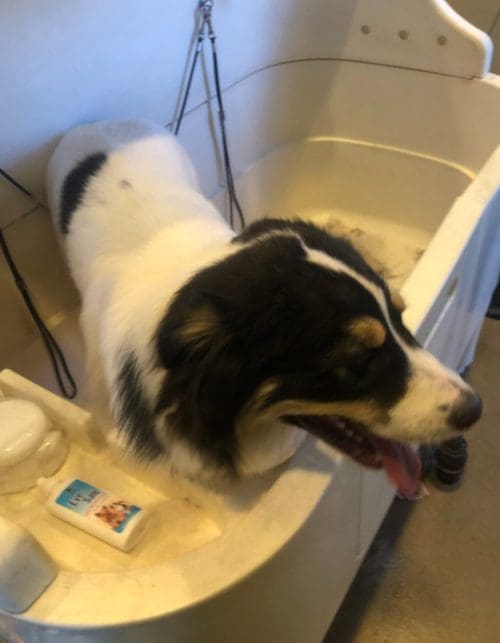 Columbus, the Great Pyrenese Mix, was a true gentleman during his dog bath and grooming.