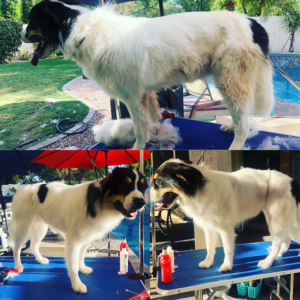 Columbus the Great Pyrenees before during and after dog grooming with FurBabies & Friends in Glendale, AZ.