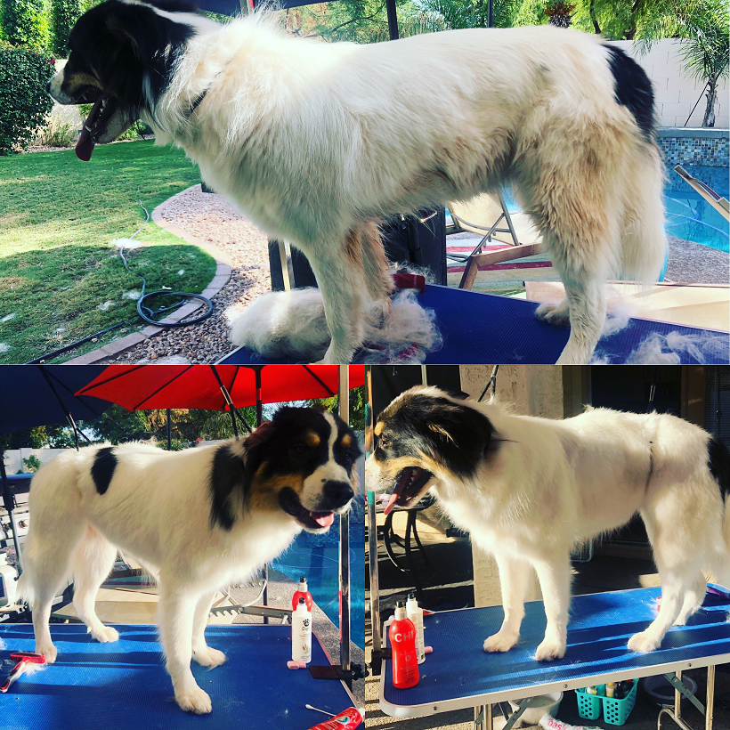 Columbus the Great Pyrenese Mix, before during and after grooming photo, gets quarterly dog washes and deshedding to save his parents from vacuuming every day.