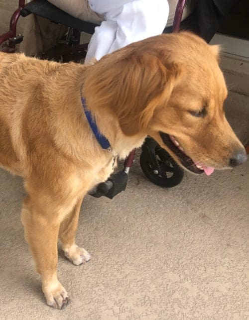 Jazzy, the Golden Retriever, posed perfectly for her grooming before and after pictures.