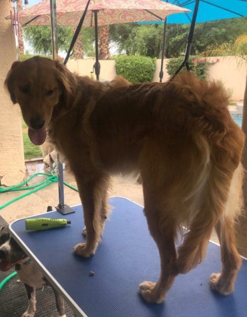 Jazzy, the Golden Retriever, was in need  of a dog wash and groom before her professional photo shoot in Glendale, AZ.