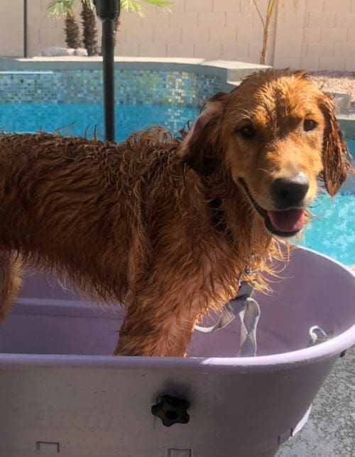 Jazzy, the Golden Retriever, showed true breed characteristics during her dog bath service in Glendale, AZ.