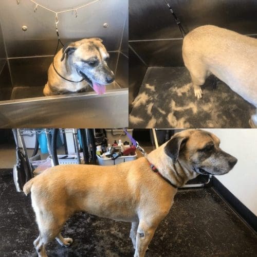 Quick dog bath and blow dry for a quick cleaning in between regular grooming in Glendale, AZ.