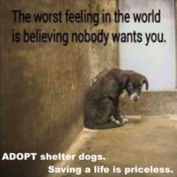 Get help finding the right dog to adopt with the help of a dog trainer.