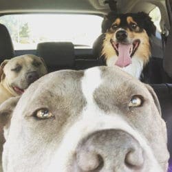 Pet Taxi Service Glendale AZ